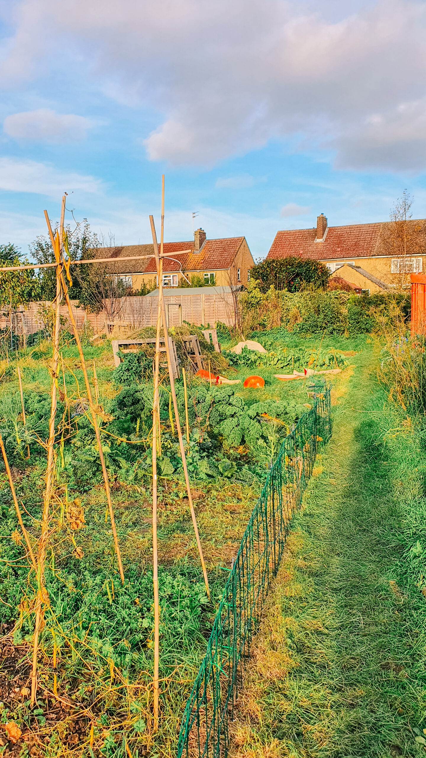 View of allotment